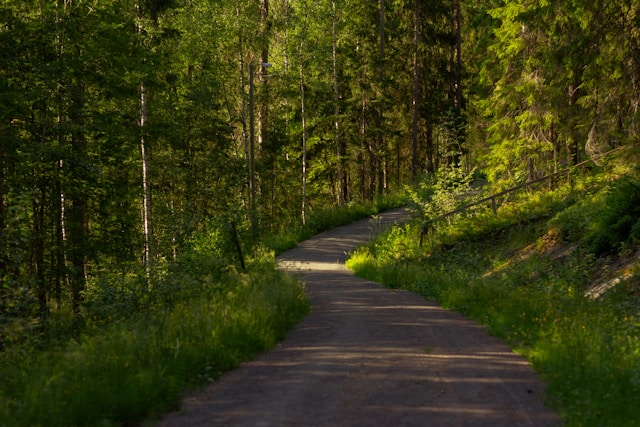 road to the forest